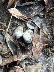 Corbicula fluminea