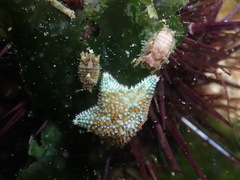 Asterina gibbosa