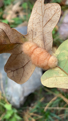 Druon quercuslanigerum