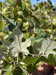Vitis mustangensis