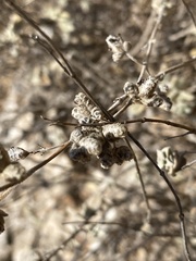 Ambrosiinae