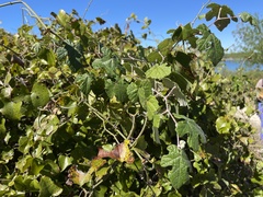 Vitis mustangensis