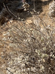 Ambrosiinae