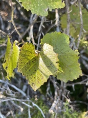 Vitis berlandieri