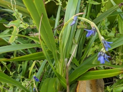 Dianella congesta