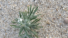 Johnstonella angustifolia