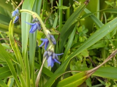 Dianella congesta