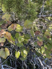 Vitis berlandieri