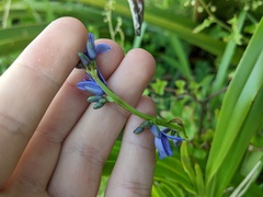 Dianella congesta