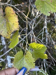 Vitis berlandieri