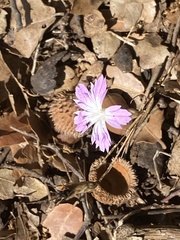 Dianthus strictus