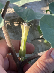 Datura arenicola
