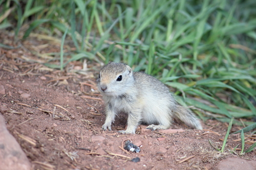 Wyoming Ground Squirrel