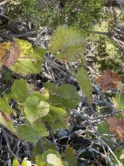 Vitis berlandieri