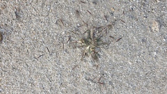 Bouteloua barbata barbata