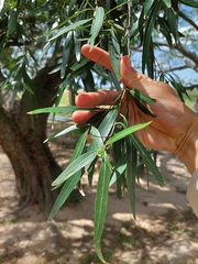 Nectandra angustifolia