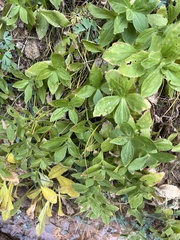 Erythranthe verbenacea