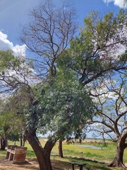 Nectandra angustifolia