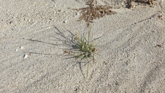 Aristida adscensionis