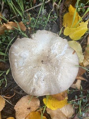 Agaricus deardorffensis