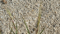 Aristida adscensionis