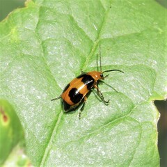 Aulacophora hilaris