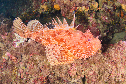 Red Scorpionfish, photo 5 of 7