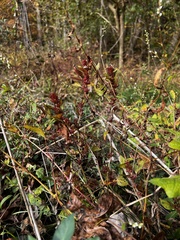 Acalypha gracilens
