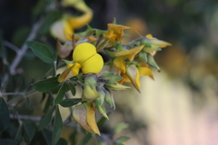 Crotalaria juncea