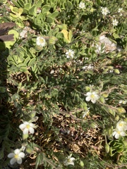 Spergularia media