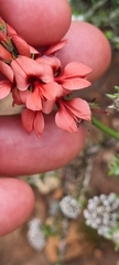 Indigofera complanata