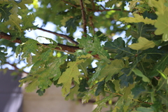 Quercus petraea