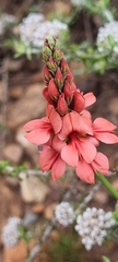 Indigofera complanata