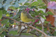 Leiothlypis celata lutescens