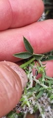 Indigofera complanata