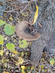 Cerioporus squamosus