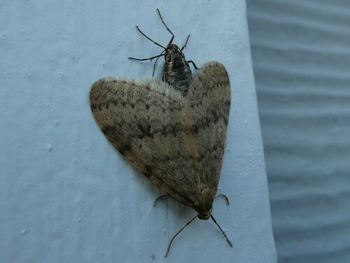 Bruce Spanworm Moth photo 6