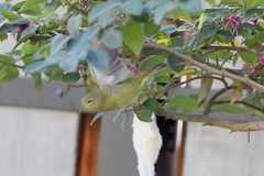 Leiothlypis celata lutescens