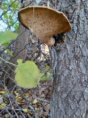 Cerioporus squamosus