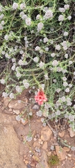 Indigofera complanata
