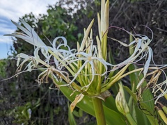 Crinum pedunculatum