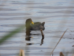 Fulica rufifrons