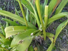 Crinum pedunculatum