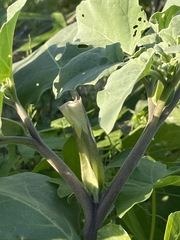 Datura arenicola