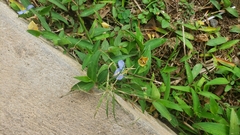 Commelina auriculata