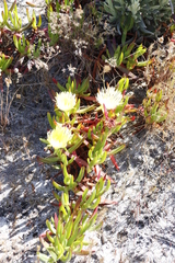 Carpobrotus edulis edulis