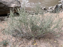 Brickellia longifolia