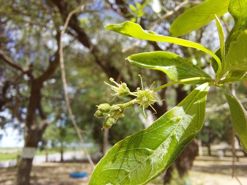 Terminalia triflora (Terminalia triflora)