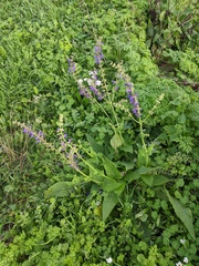 Salvia pratensis