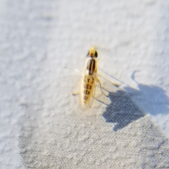 Meromyza